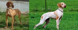 Segugio Italiano vs Ariege Pointer - Breed Comparison