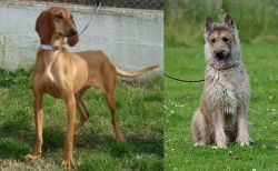 Segugio Italiano vs Belgian Shepherd Dog (Laekenois) - Breed Comparison