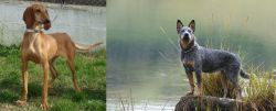 Segugio Italiano vs Blue Healer - Breed Comparison