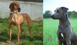 Segugio Italiano vs Blue Lacy - Breed Comparison