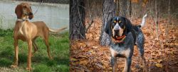 Segugio Italiano vs Bluetick Coonhound - Breed Comparison