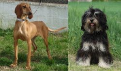 Segugio Italiano vs Cao da Serra de Aires - Breed Comparison