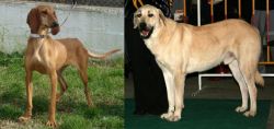 Segugio Italiano vs Central Anatolian Shepherd - Breed Comparison