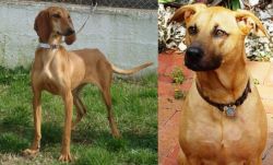 Segugio Italiano vs Combai - Breed Comparison