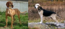 Segugio Italiano vs Dunker - Breed Comparison