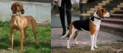 Segugio Italiano vs Estonian Hound - Breed Comparison