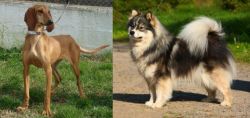 Segugio Italiano vs Finnish Lapphund - Breed Comparison