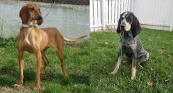 Segugio Italiano vs Grand Bleu de Gascogne - Breed Comparison