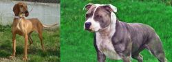 Segugio Italiano vs Irish Staffordshire Bull Terrier - Breed Comparison