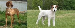 Segugio Italiano vs Jack Russell Terrier - Breed Comparison