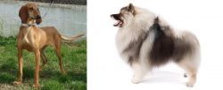 Segugio Italiano vs Keeshond - Breed Comparison