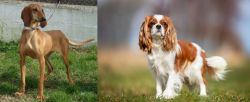 Segugio Italiano vs King Charles Spaniel - Breed Comparison