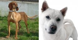 Segugio Italiano vs Kishu - Breed Comparison
