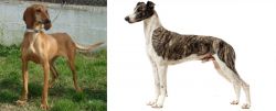 Segugio Italiano vs Magyar Agar - Breed Comparison