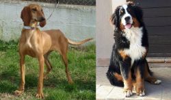 Segugio Italiano vs Mountain Burmese - Breed Comparison