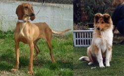 Segugio Italiano vs Rough Collie - Breed Comparison