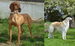 Segugio Italiano vs Russian Hound - Breed Comparison