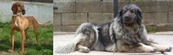 Segugio Italiano vs Sarplaninac - Breed Comparison