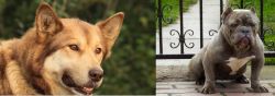 Seppala Siberian Sleddog vs American Bully - Breed Comparison
