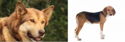 Seppala Siberian Sleddog vs Beagle-Harrier - Breed Comparison