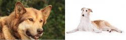 Seppala Siberian Sleddog vs Borzoi - Breed Comparison
