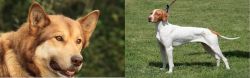 Seppala Siberian Sleddog vs Braque Saint-Germain - Breed Comparison