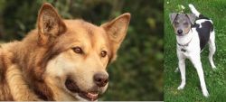Seppala Siberian Sleddog vs Brazilian Terrier - Breed Comparison