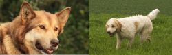 Seppala Siberian Sleddog vs Briquet Griffon Vendeen - Breed Comparison