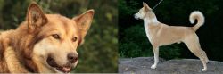 Seppala Siberian Sleddog vs Canaan Dog - Breed Comparison