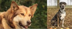 Seppala Siberian Sleddog vs Catahoula Leopard - Breed Comparison