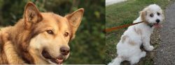 Seppala Siberian Sleddog vs Cavachon - Breed Comparison