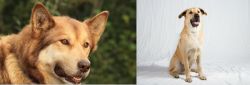 Seppala Siberian Sleddog vs Chinook - Breed Comparison