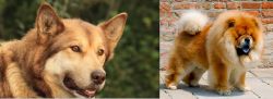 Seppala Siberian Sleddog vs Chow Chow - Breed Comparison