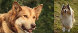 Seppala Siberian Sleddog vs Collie - Breed Comparison