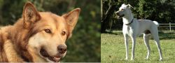 Seppala Siberian Sleddog vs Cretan Hound - Breed Comparison