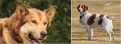Seppala Siberian Sleddog vs French Brittany - Breed Comparison