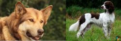 Seppala Siberian Sleddog vs French Spaniel - Breed Comparison