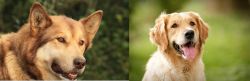 Seppala Siberian Sleddog vs Golden Retriever - Breed Comparison