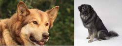 Seppala Siberian Sleddog vs Istrian Sheepdog - Breed Comparison