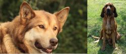 Seppala Siberian Sleddog vs Majestic Tree Hound - Breed Comparison