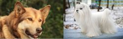 Seppala Siberian Sleddog vs Maltese - Breed Comparison