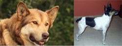 Seppala Siberian Sleddog vs Miniature Fox Terrier - Breed Comparison