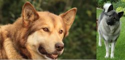 Seppala Siberian Sleddog vs Norwegian Elkhound - Breed Comparison