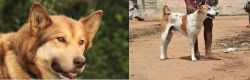 Seppala Siberian Sleddog vs Pandikona - Breed Comparison