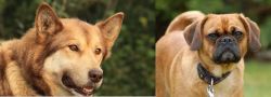 Seppala Siberian Sleddog vs Pugalier - Breed Comparison