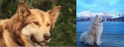 Seppala Siberian Sleddog vs Samoyed - Breed Comparison
