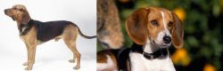 Serbian Hound vs American Foxhound - Breed Comparison