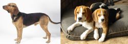 Serbian Hound vs Beagle - Breed Comparison