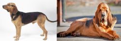 Serbian Hound vs Bloodhound - Breed Comparison