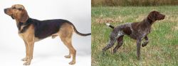 Serbian Hound vs Braque Francais - Breed Comparison